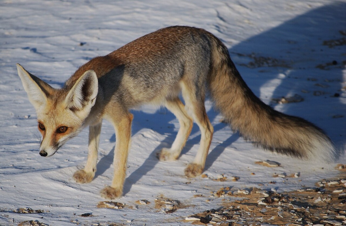 A desert fox (Rüppell's fox)