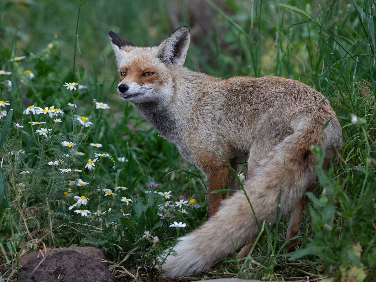 A red fox in the Golan