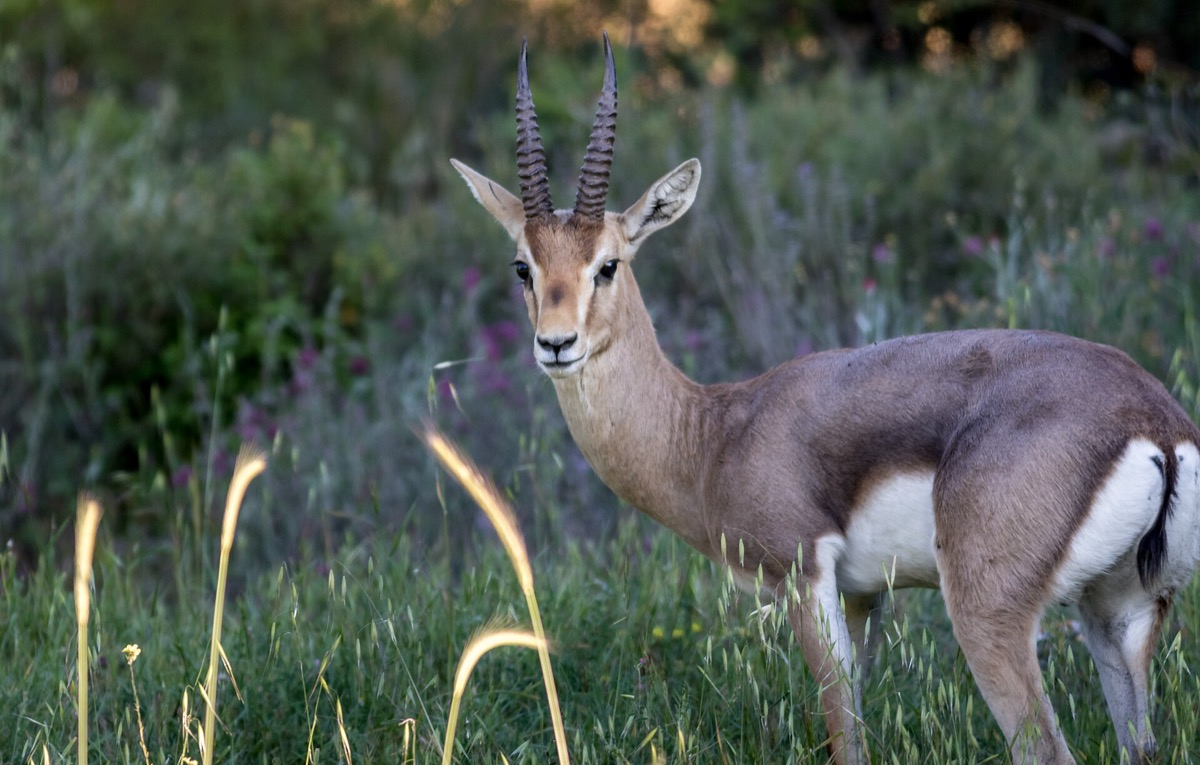 The mountain gazelle, Israel's national animal