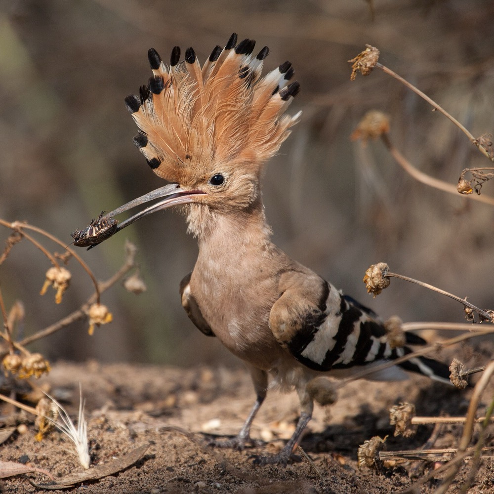 The hoopoe, Israel's national bird