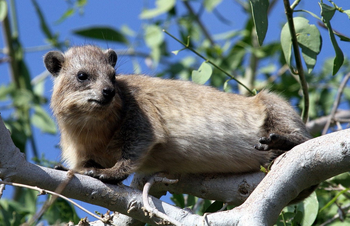 A rock hyrax resting in a tree