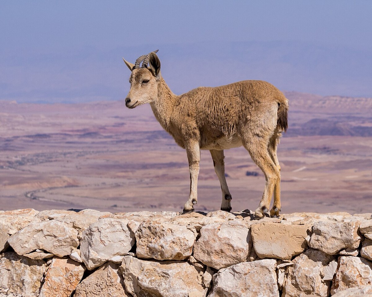 A young Nubian ibex