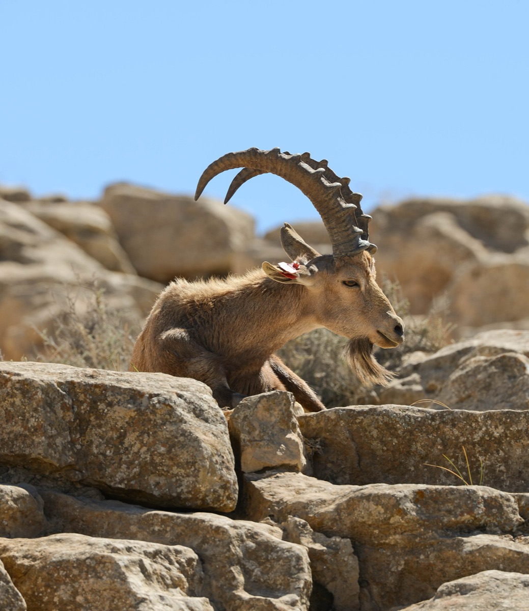 An ibex at Makhtesh Ramon
