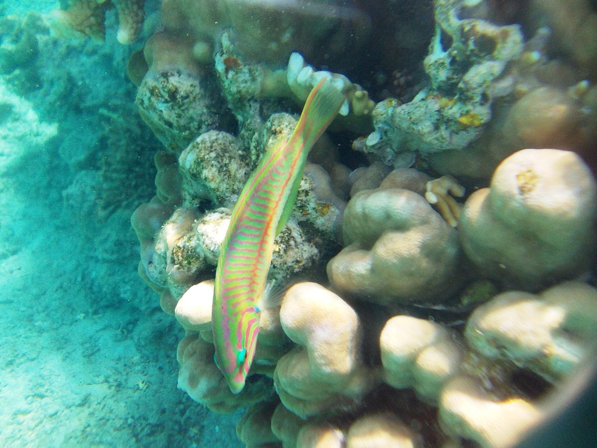 A reef fish in the Red Sea at Eilat