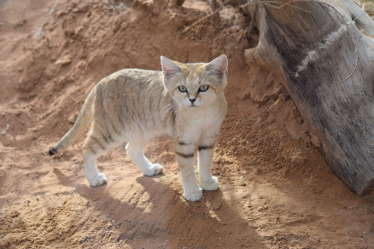 The sand cat, a small cat of the desert