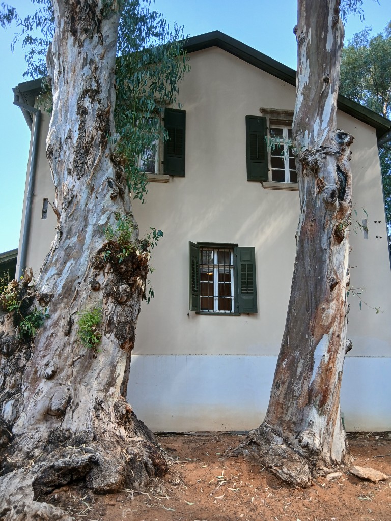 Two eucalyptus trees, older than the towers