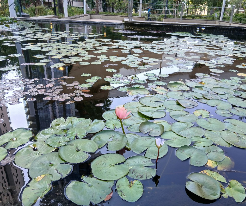 Water lilies and one pink flower