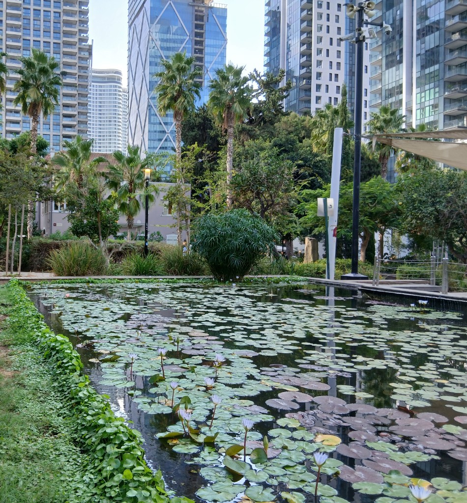 The pond in the middle of Sarona
