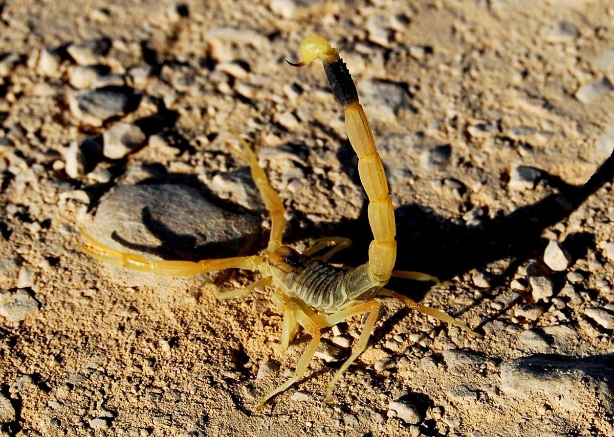 The yellow scorpion of the Negev: look, don't touch!
