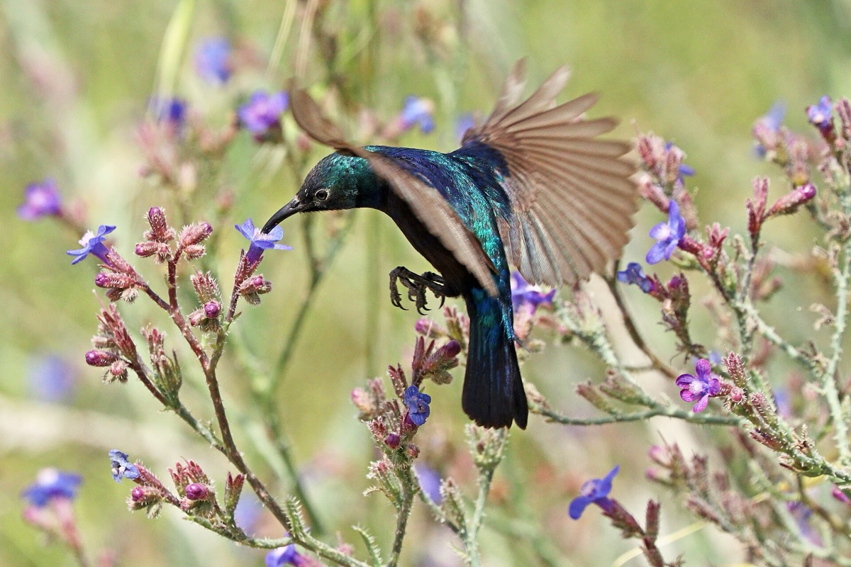 A sunbird drinking nectar