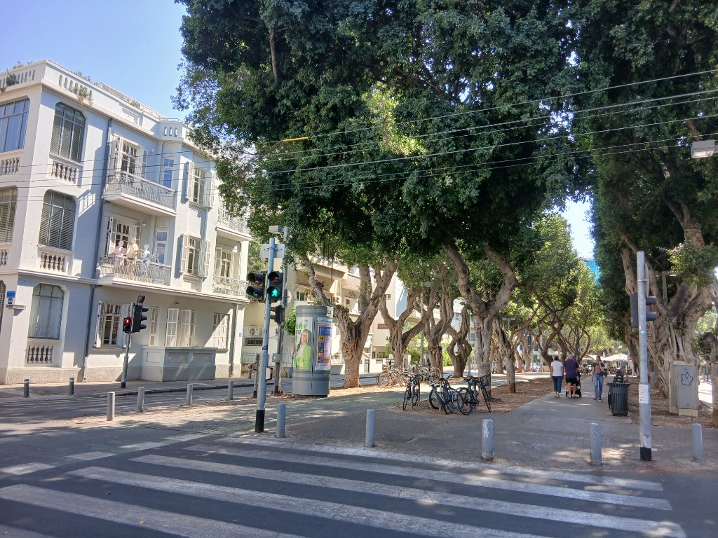 A white house and the ficus trees of Rothschild