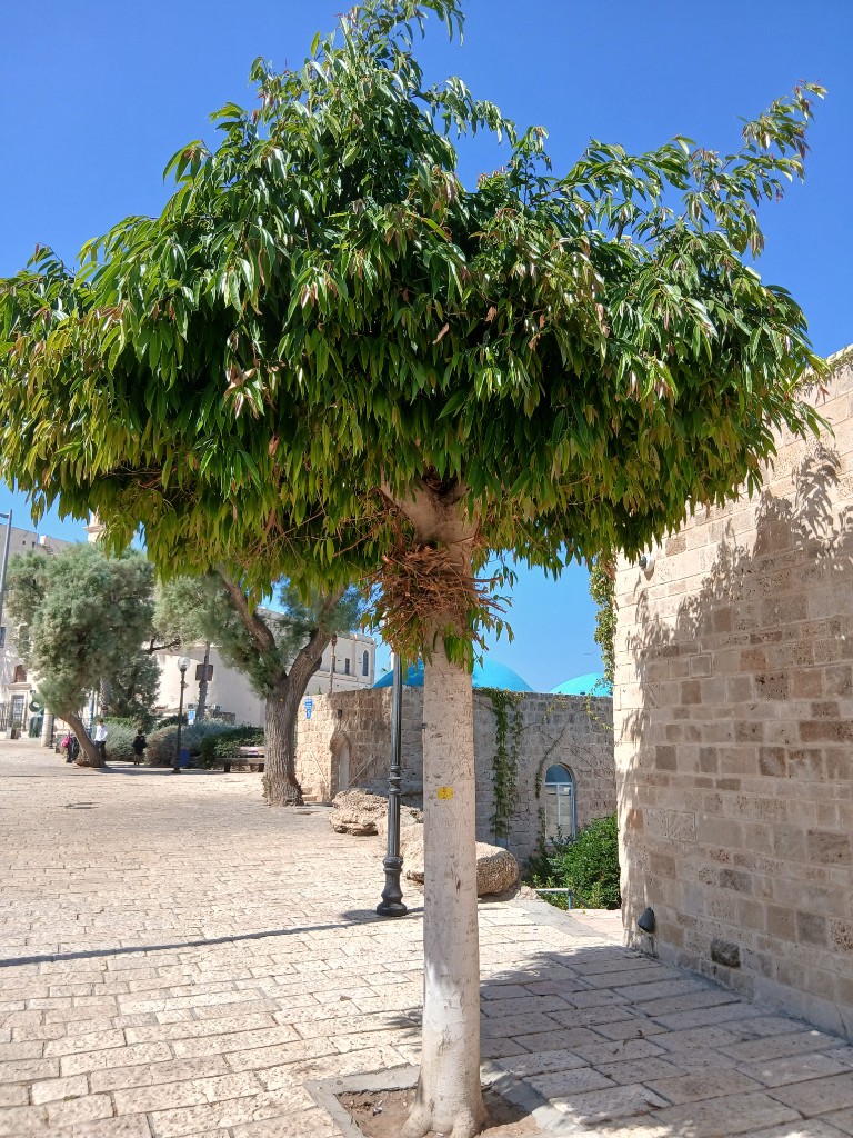 A tree, a stone wall and blue domes