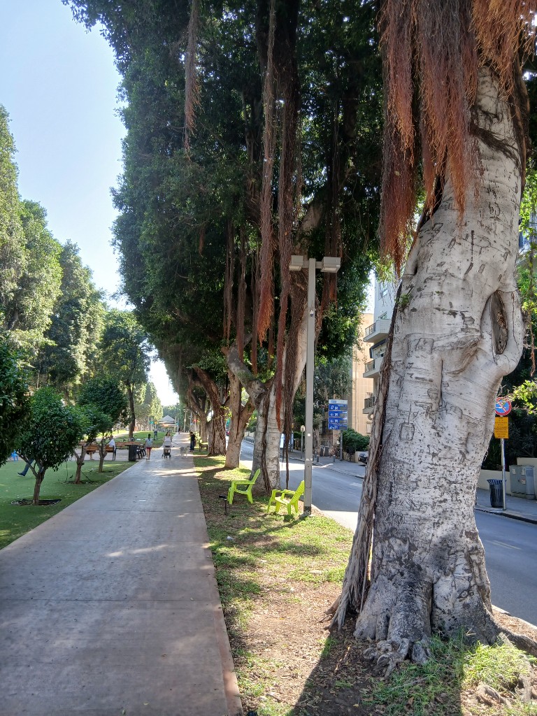 Roots hanging from a ficus, and green benches