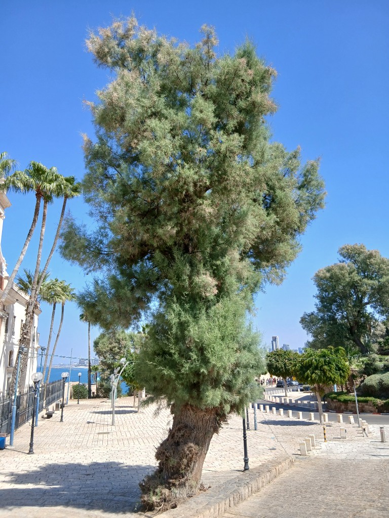 A big tamarisk above the sea